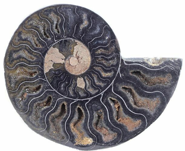Split Black/Orange Ammonite (Half) - Unusual Coloration #55628